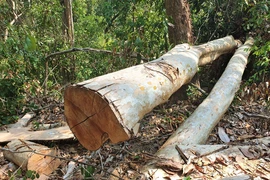 Phát hiện nhóm lâm tặc phá rừng tại Khu Bảo tồn thiên nhiên Ea Sô