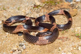 7 loài rắn đặc hữu của Việt Nam: Vừa lạ vừa hiếm! 