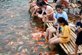 8 tấn cá Koi được thả xuống Hồ Tây