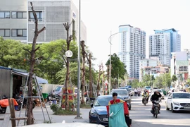 Hàng loạt cây trên đường Huỳnh Thúc Kháng kéo dài lại chết khô 