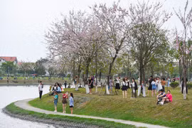 Bắc Ninh: Hoa đỗ mai nở hồng, đẹp như anh đào ở Nhật Bản