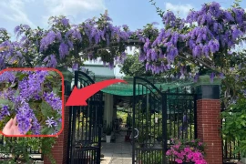 Trồng trước cổng loại cây này hoa nở quanh năm, lộc đua nhau đến