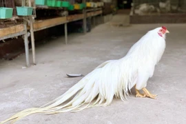 Những chú gà quý hiếm, độc nhất thế giới của Việt Nam