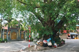 Độc đáo những cây cổ thụ khủng, kỳ dị trên đường phố Hà Nội