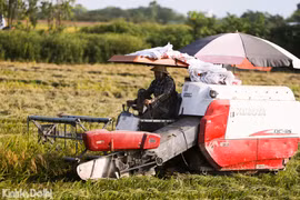 Người dân vùng ngoại thành tất bật thu hoạch lúa dưới cái nắng gần 40 độ C