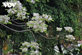 Thổn thức ngắm sắc tím hoa xoan ở Hải Phòng