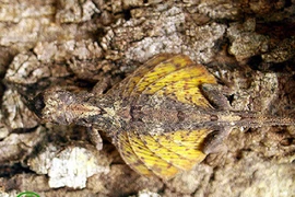 12 động vật độc - dị - lạ nhất Việt Nam, ai thấy cũng kinh ngạc