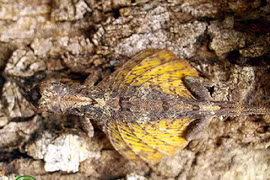 12 động vật độc - dị - lạ nhất Việt Nam, ai thấy cũng kinh ngạc