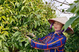 Vải thiều Bắc Giang trĩu quả, hứa hẹn vụ mùa bội thu