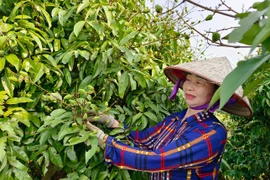 Vải thiều Bắc Giang trĩu quả, hứa hẹn vụ mùa bội thu