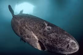 Động vật sống lâu hơn rùa mất 100 năm để trưởng thành và có thể sống đến 400 tuổi