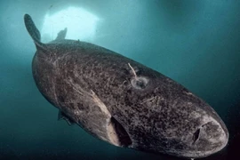 Động vật sống lâu hơn rùa mất 100 năm để trưởng thành và có thể sống đến 400 tuổi