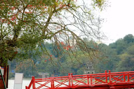 Hà Nội khủng khiếp mùa thay lá