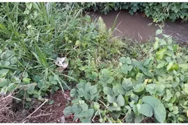 Khu vực con suối - nơi phát hiện thi thể chị P.