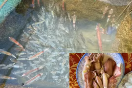 Chiêm ngưỡng mực nhảy Vũng Áng món ngon nức tiếng ở Hà Tĩnh