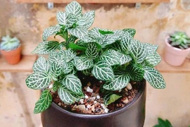 Tại sao mỗi người mệnh Hỏa nên sở hữu 1 cây cẩm nhung?