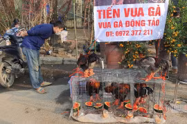 Độc nhất chợ hoa: Gà Đông Tảo ăn dưa hấu đợi khách, 2,2 triệu/con không bớt