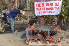 Độc nhất chợ hoa: Gà Đông Tảo ăn dưa hấu đợi khách, 2,2 triệu/con không bớt
