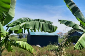 Dự án khách sạn 5 sao trở thành khu trồng chuối