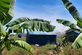 Dự án khách sạn 5 sao trở thành khu trồng chuối