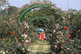 Choáng ngợp với vườn hồng “châu Âu” rộng 6.000 m2 ở Hà Nội