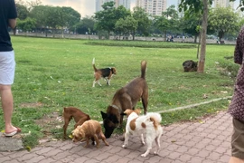 Bé trai bị chó cắn thủng bụng: Nhan nhản chó thả rông không rọ mõm