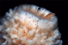 Kinh ngạc 4 loài động vật có tuổi thọ vượt xa cả con người