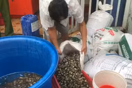Bắt chủ cơ sở ngâm ốc bươu với hóa chất bán cho quán ăn