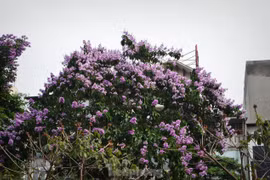 Hoa bằng lăng 'nhuộm tím' đường phố Hà Nội