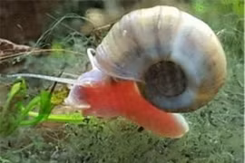 Bất ngờ 10 động vật nguy hiểm nhất hành tinh, chớ dại đến gần 