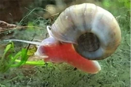 Bất ngờ 10 động vật nguy hiểm nhất hành tinh, chớ dại đến gần 