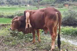 Bò 6 chân và những con vật quái dị từng xuất hiện ở Việt Nam gây xôn xao