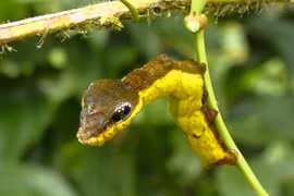 Thót tim chứng kiến những sinh vật kì dị trên trái đất