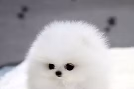 “Tan chảy” với 6 loài động vật đáng yêu nhất hành tinh