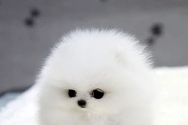 “Tan chảy” với 6 loài động vật đáng yêu nhất hành tinh