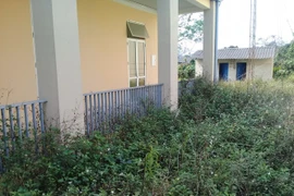 Sau khi sáp nhập xã, nhiều trụ sở để thả bò, cỏ mọc um tùm