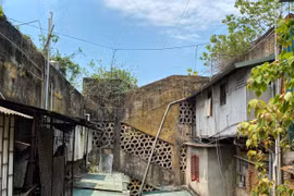 Cận cảnh khu tập thể cũ ở Hà Nội xuống cấp, cây mọc trên tường