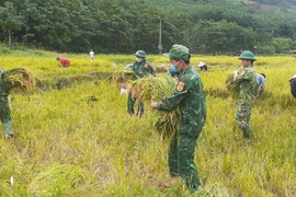 Quảng Bình: Những ruộng lúa trĩu hạt thắm tình quân dân nơi biên giới