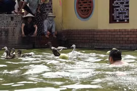 Nhộn nhịp lễ hội bắt vịt làng cổ ven đô Triều Khúc