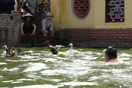 Nhộn nhịp lễ hội bắt vịt làng cổ ven đô Triều Khúc