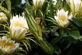 Điểm mặt những loài cây cả "thế kỷ" mới ra hoa