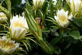 Điểm mặt những loài cây cả "thế kỷ" mới ra hoa