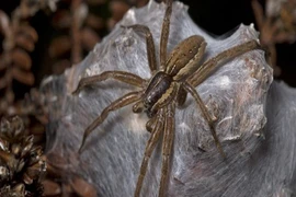  Loài nhện thích “đào mỏ”