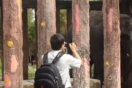 Voi quật chết quản tượng ở Đại Nam vì mùi sơn?