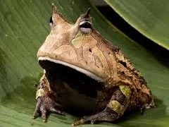 Tận mục loài ếch hình vuông, ăn thịt đồng loại