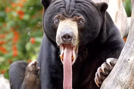 Loài gấu Việt Nam nhỏ nhất thế giới