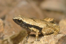 Kỳ dị loài cóc nghe bằng…miệng có 1-0-2