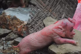 Những động vật sinh ra... quái vật ở VN và thế giới