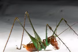 Những loài động vật “to mồm” nhất thế giới