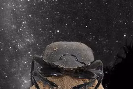 Chết cười với những nghiên cứu khoa học… “dở hơi“